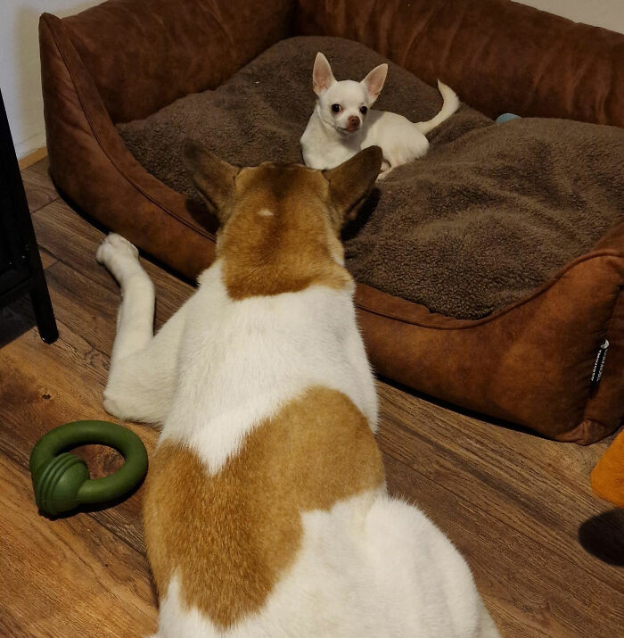 Two dogs with multiple pets in a humorous feud, one lying on the floor and the other sitting on a dog bed.