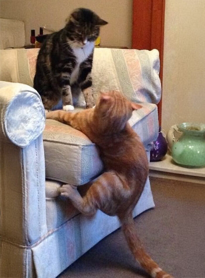 Two cats having a playful feud on a couch, showcasing funny moments between people with multiple pets.