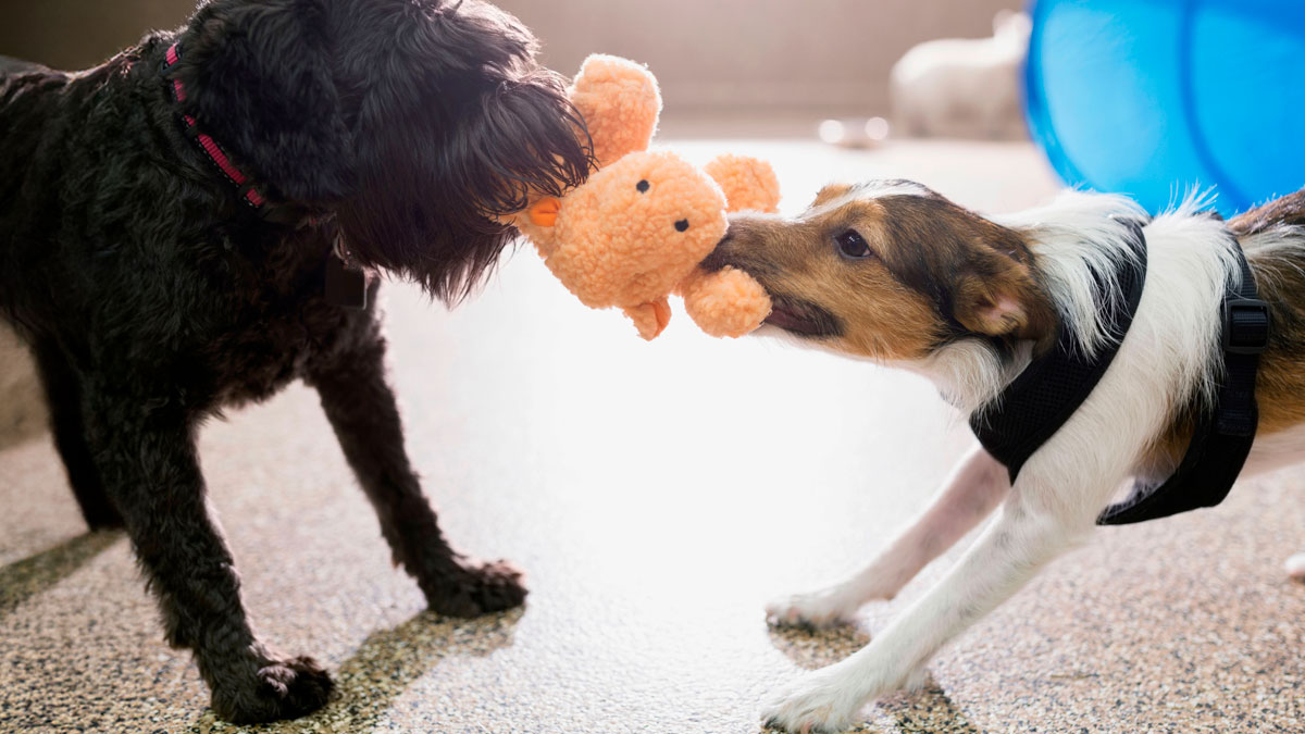 Two dogs playfully tugging a stuffed toy, showcasing funny feuds between multiple pets in a home setting.