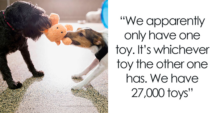 “Only Has One Functioning Brain Cell”: 93 People With Multiple Pets Share Their Funniest Feuds