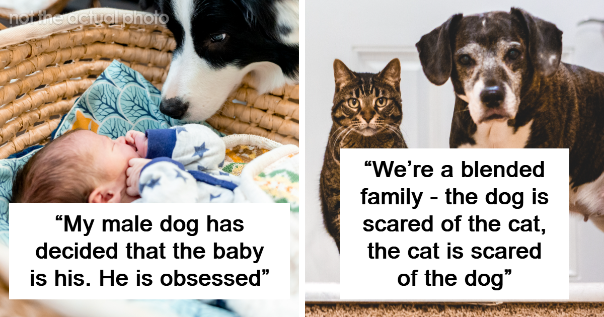 47 Pet Owners Share The Biggest Beef Their Animals Have Going On Right Now - Bored Panda