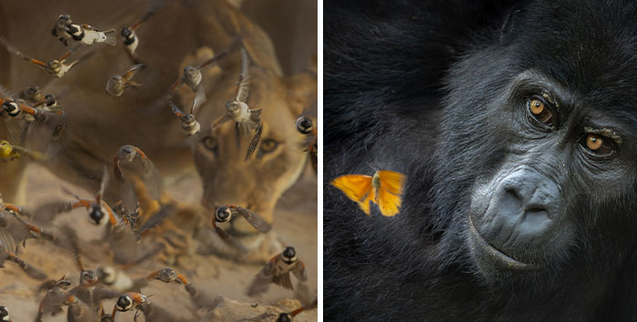 50 Stunning Winning Images From Nature Photographer Of The Year 2025