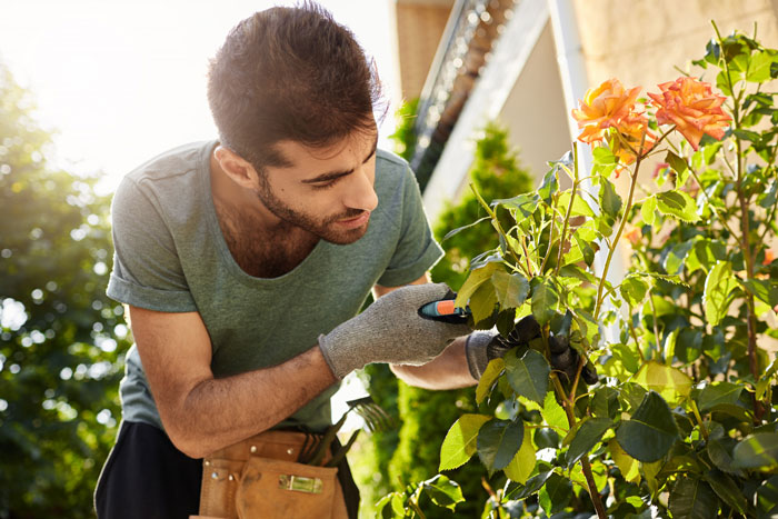 Man pruning rose bushes in garden during early morning, neighbor comes over to help couple with yard work. Man pruning rose bushes in garden during early morning, neighbor comes over to help couple with yard work.