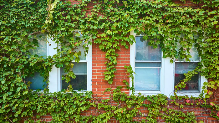 Green plant wall covering red brick building with white-framed windows in a charming outdoor view.