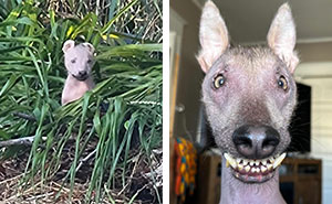 Meet Nina, The Unusual Dog Found In A Puerto Rican Forest Who Now Has A Loving Home In New York