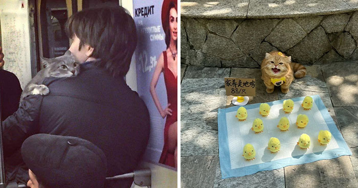 50 “No Context Cats” Photos That Are Pure Chaos And Perfection