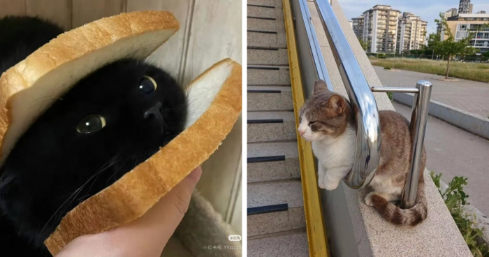 143 “No Context Cats” Photos That Are Pure Chaos And Perfection