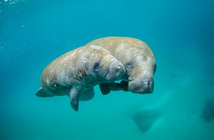 Two manatees swimming underwater in clear blue water, illustrating comically absurd facts about marine life.