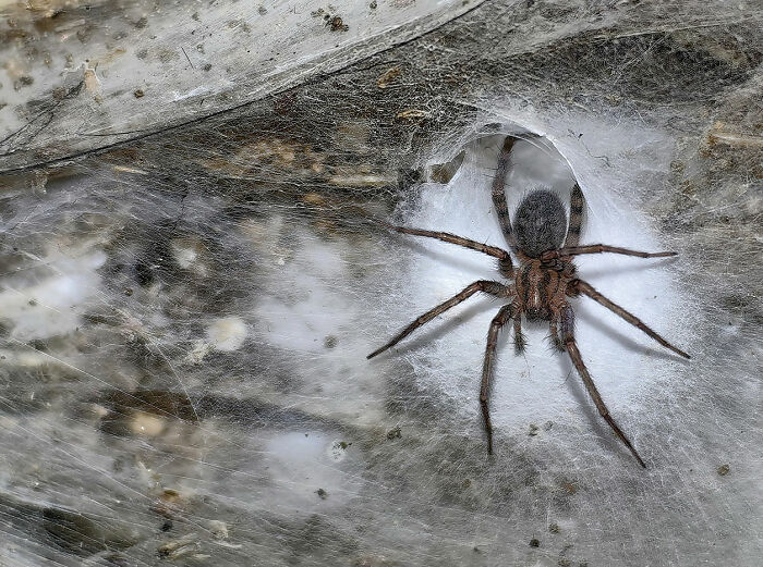 Close-up of a large spider resting in the center of its dense and extensive spider web structure. Close-up of a large spider resting in the center of its dense and extensive spider web structure.