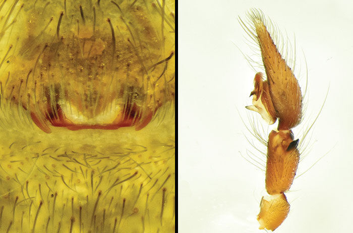 Close-up microscopic views of spider anatomy linked to the world’s biggest spider web discovery and its nightmare fuel impact. Close-up microscopic views of spider anatomy linked to the world’s biggest spider web discovery and its nightmare fuel impact.