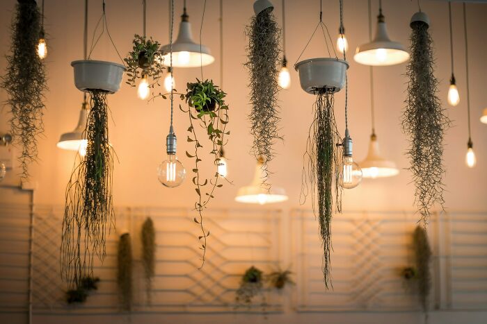 Hanging indoor plants and glowing light bulbs in a cozy setting, illustrating surprising habits and secrets discovered.