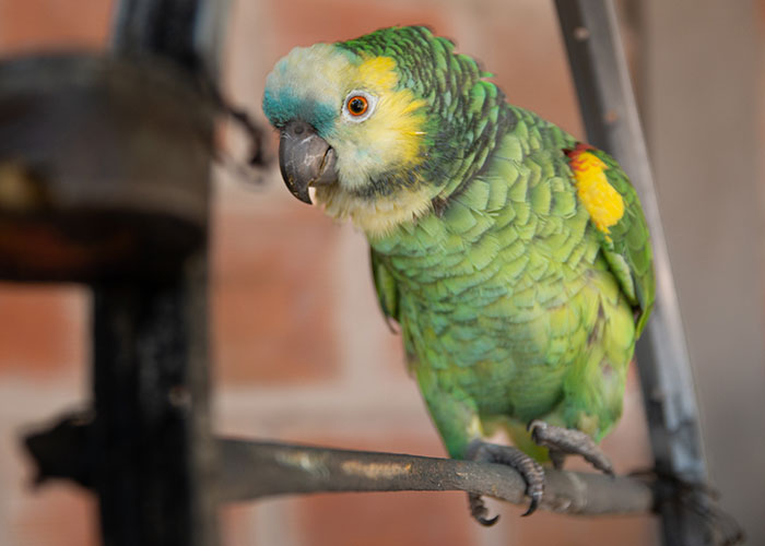 Green and yellow intelligent pet parrot perched on a metal bar, showcasing the most intelligent pets people have ever had.