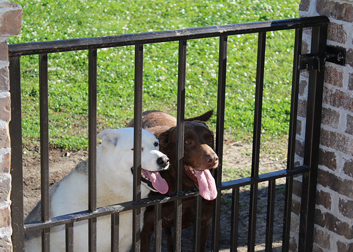 Two intelligent pets, a white and a brown dog, eagerly looking through a black metal gate in a sunny yard.
