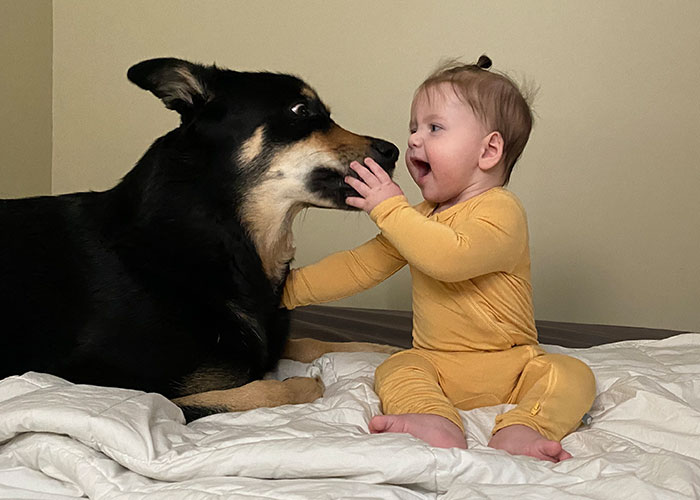 Baby in yellow pajamas smiling and touching the face of a large intelligent dog on a bed indoors