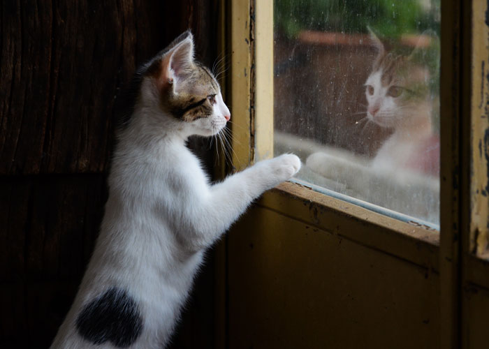 Curious intelligent pet cat with white and gray fur touching a window, showcasing cleverness and curiosity indoors.