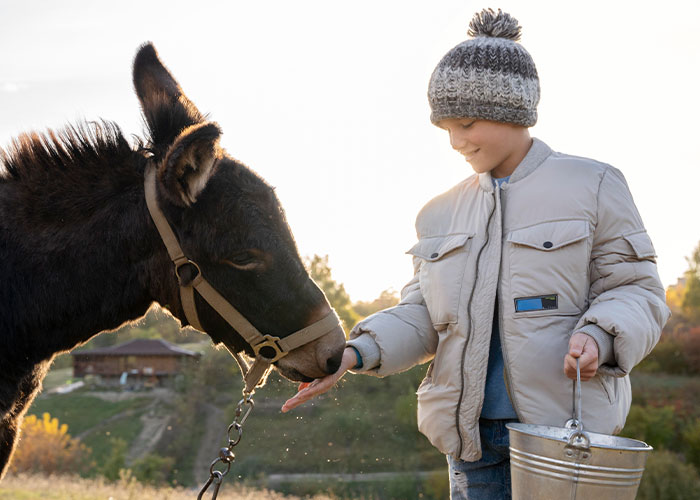 Child feeding a donkey outdoors, showcasing one of the most intelligent pets people have ever had in a rural setting.