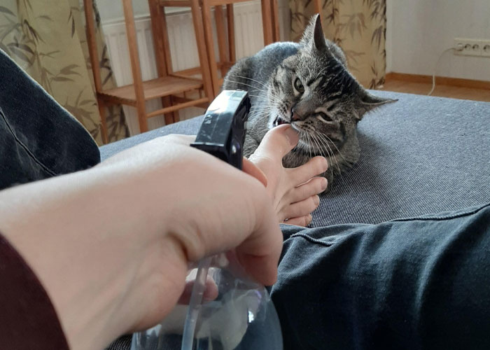 A curious intelligent pet cat biting a person's foot playfully while sitting on a couch indoors.
