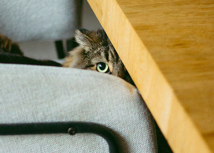 Tabby cat with green eyes peeking from behind a couch and wooden table, showcasing intelligent pets in a cozy home setting.