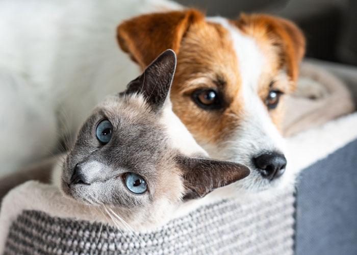 A close-up of the most intelligent pets, a cat and dog, resting closely together on a cozy gray blanket.