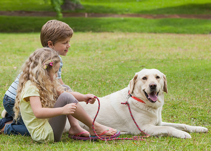 Two children playing with their intelligent pet dog on the grass in a park on a sunny day.