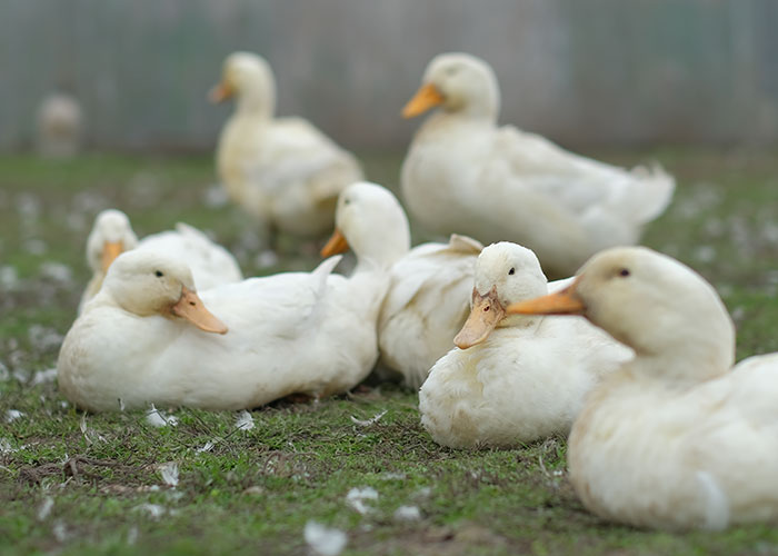 A group of intelligent white ducks resting on grass, showcasing some of the most intelligent pets people have ever had.