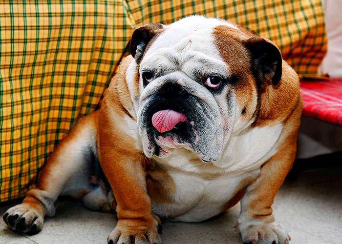 Bulldog sitting on the floor with tongue out, showcasing one of the most intelligent pets people have ever had.