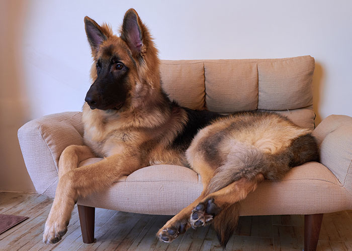 46 Pet Owners Who Suddenly Realized Their Pet Was Actually Quite Intelligent