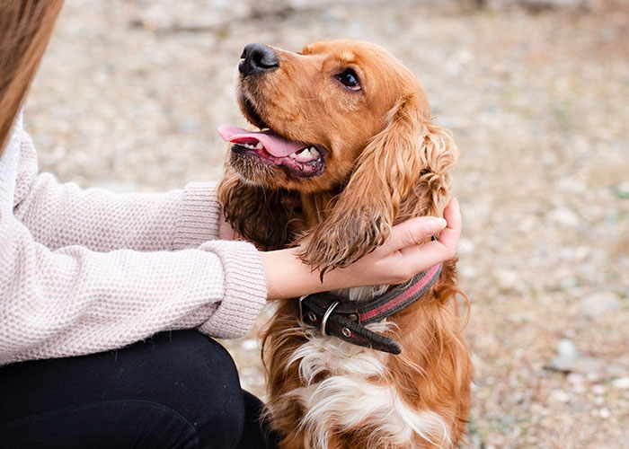 46 Pet Owners Who Suddenly Realized Their Pet Was Actually Quite Intelligent