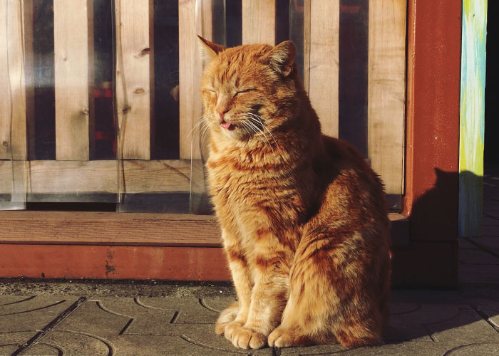 46 Pet Owners Who Suddenly Realized Their Pet Was Actually Quite Intelligent