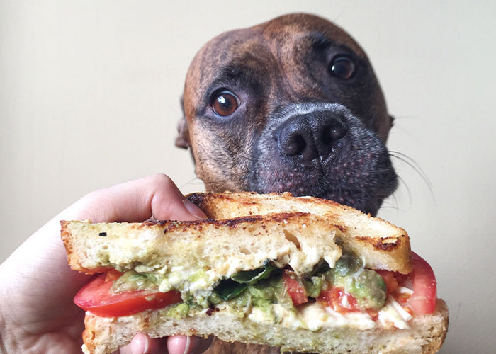 Dog looking at a sandwich, illustrating one of the most intelligent pets people have ever had in amazing stories.
