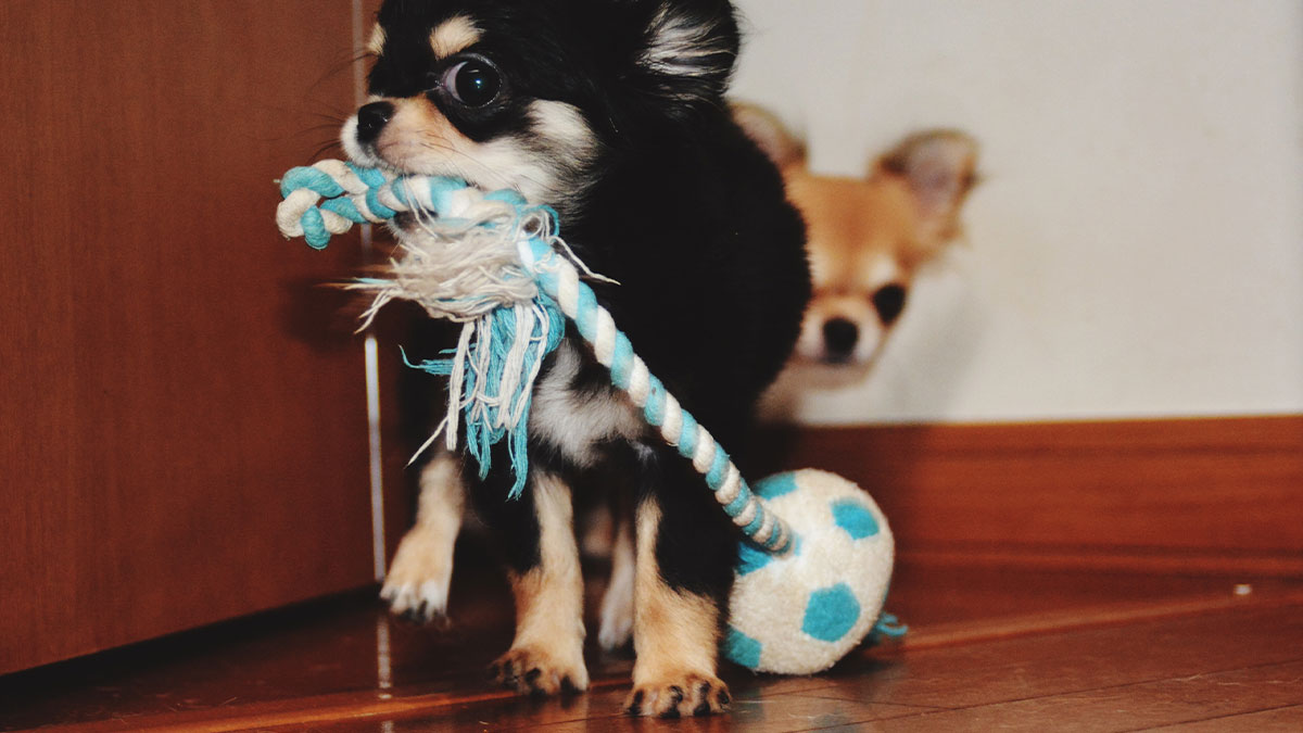 Small intelligent pet dog playing with a blue rope toy on wooden floor, another dog in the background.