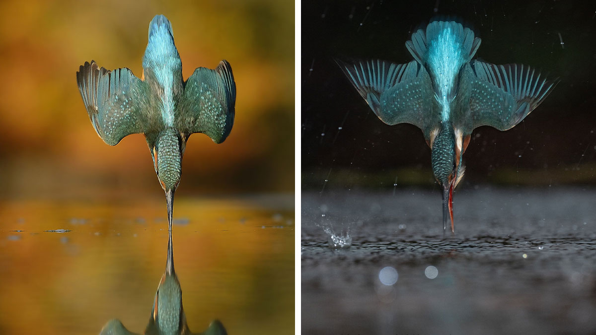 boredpanda.com - Community Panda - Photographer Spent 6 Years On One Kingfisher Shot, Now, 10 Years Later-Got It In 6 Minutes