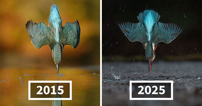Photographer Takes 720,000 Photos To Capture A Kingfisher Dive, And 10 Years Later, Does It In Minutes