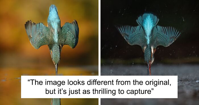 Photographer Takes 720,000 Photos To Capture A Kingfisher Dive, And 10 Years Later, Does It In Minutes