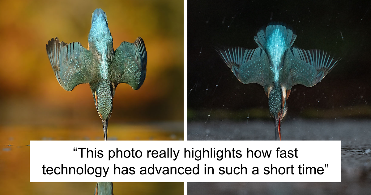 Photographer Spent 6 Years On One Kingfisher Shot, Now, 10 Years