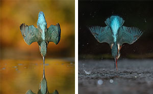 Photographer Spent 6 Years On One Kingfisher Shot, Now, 10 Years Later—Got It In 6 Minutes
