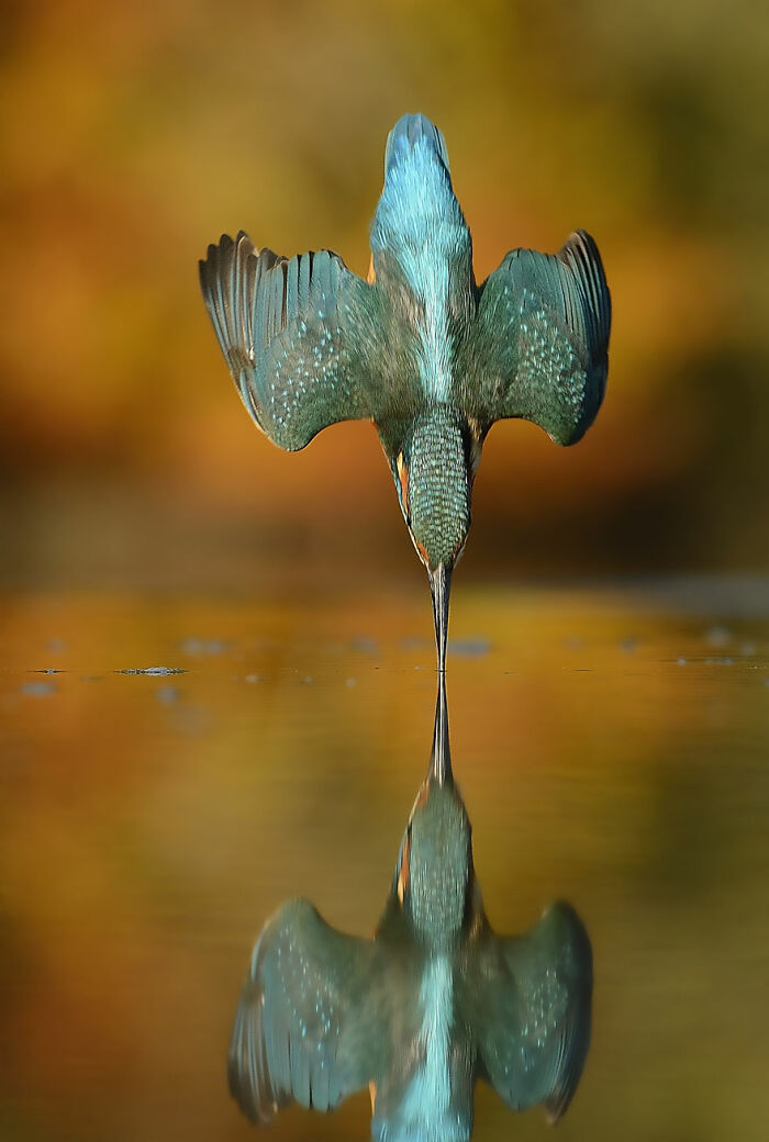 Kingfisher diving towards water creating a mirror-like reflection with a blurred autumn-colored background.