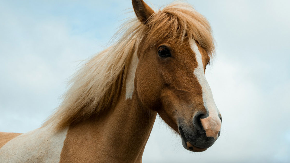 Close-up of a brown and white horse with a fluffy mane under a cloudy sky, illustrating absurd but true stories.
