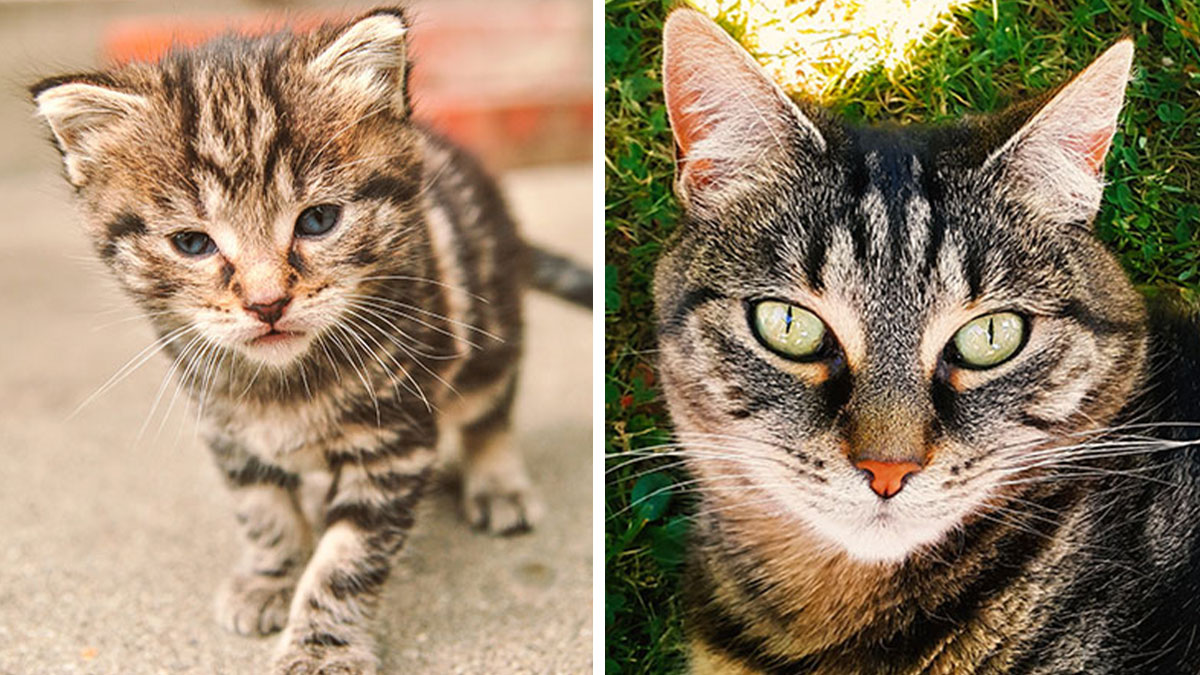 Tabby cat then and now showing growth and changes in our furry friends over time in outdoor settings.