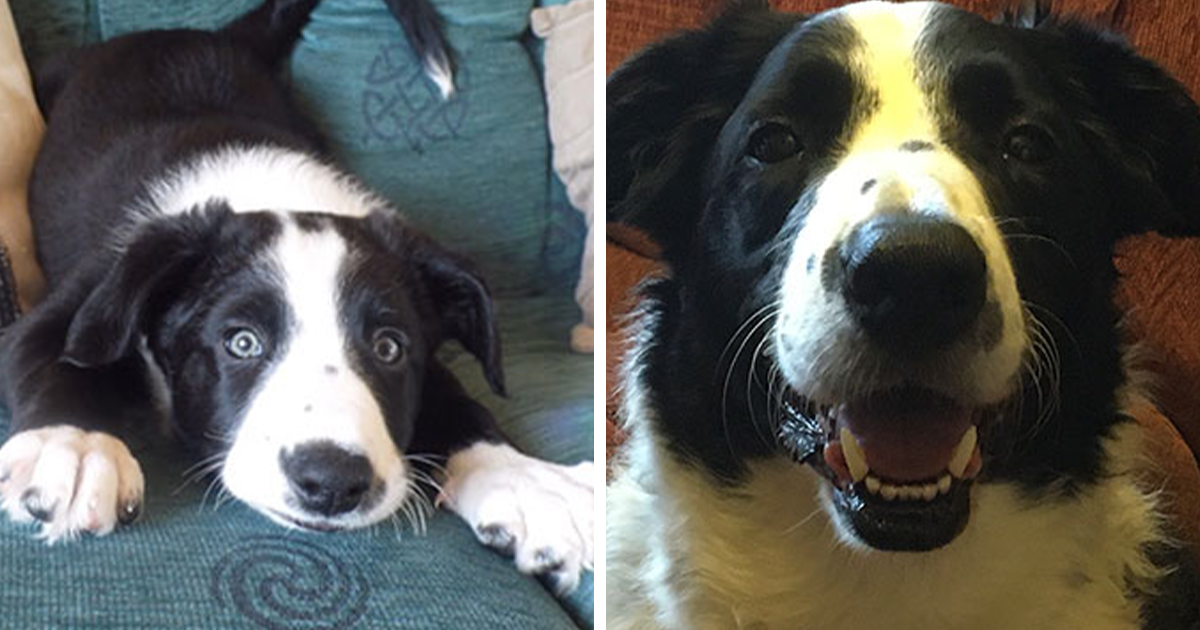 From Tiny Fluffballs To Full-Grown Mischief: 33 Pets Then And Now - Bored Panda