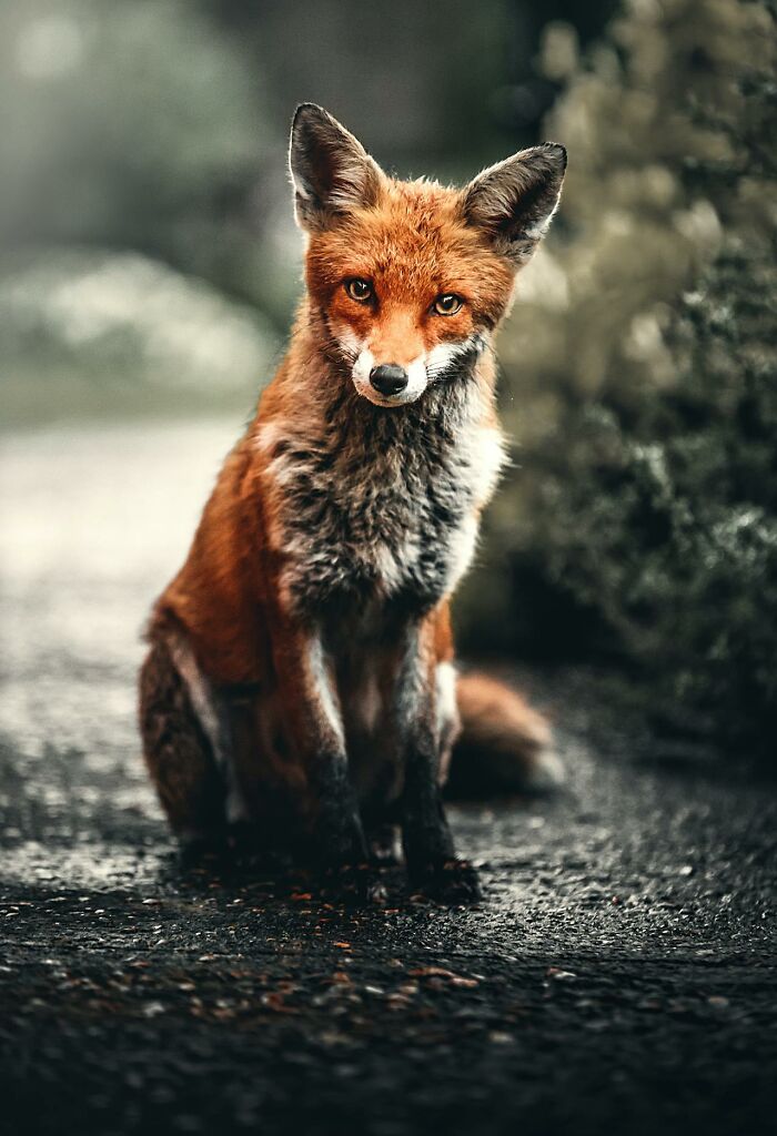 Fox sitting on a dim forest path, illustrating creepy and bizarre things witnessed by park rangers and hikers.