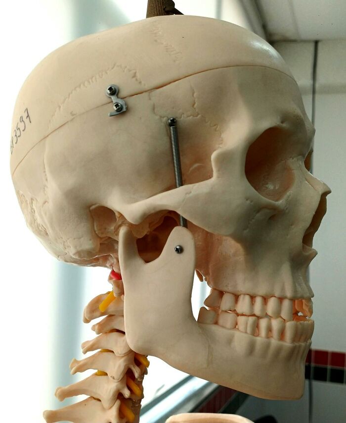 Model of a human skull and spine in a medical setting, illustrating bizarre and creepy things seen by park rangers and hikers.
