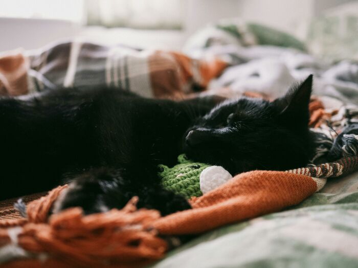 47 Pet Owners Share The Biggest Beef Their Animals Have Going On Right Now