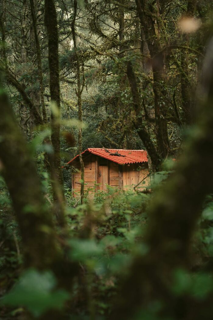 Secluded wooden cabin with red roof surrounded by dense forest foliage, evoking bizarre and creepy park ranger sightings.