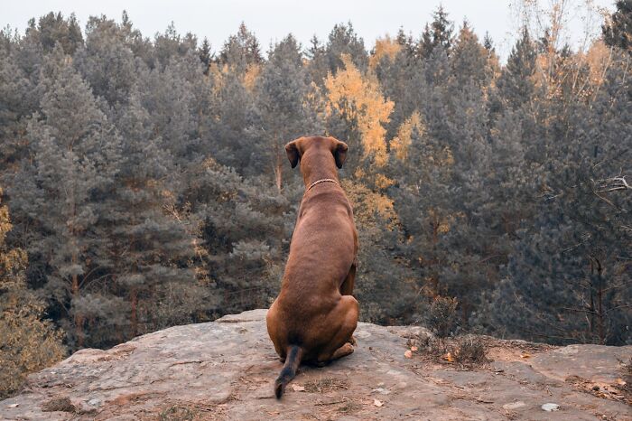 Dog sitting on a rock overlooking a forest, capturing a peaceful moment in nature witnessed by park rangers and hikers