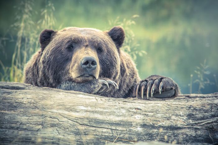 Grizzly bear resting on a log in the forest, one of the bizarre and creepy things witnessed by park rangers and hikers.