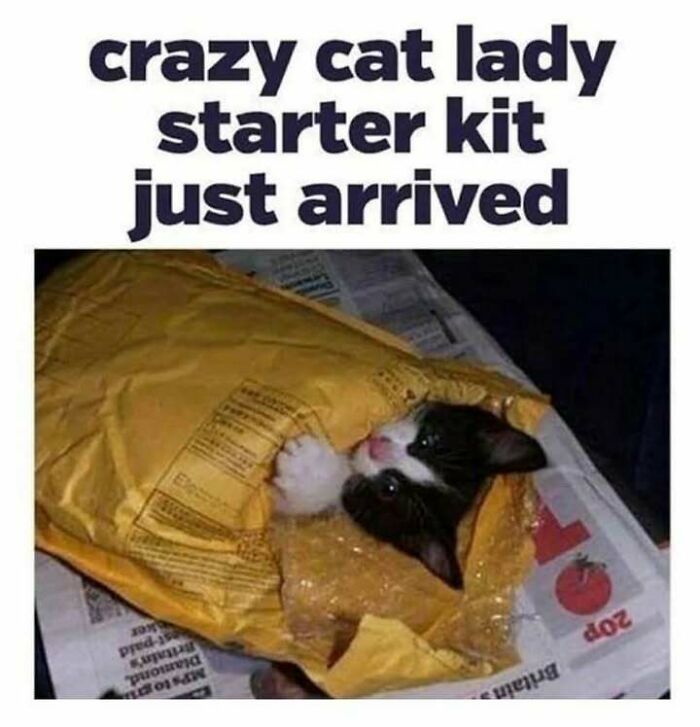 Black and white kitten wrapped in a yellow padded envelope, perfect for cat memes lovers and crazy cat lady starter kits