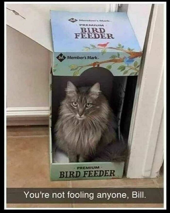 Cat meme showing a fluffy cat sitting inside a bird feeder box with the caption about not fooling anyone.