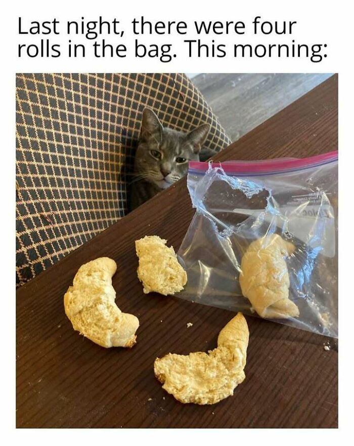 Gray cat peeking over table next to empty crescent rolls in a plastic bag, illustrating cat memes humor with food theft.