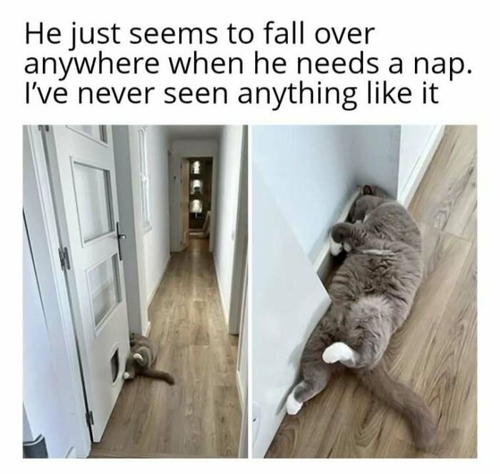 Cat falling over in hallway and lying on floor for a nap, showcasing funny moments from popular cat memes collection.